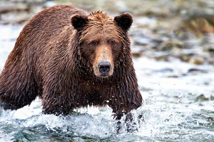 mother grizzly in creek - ID: 10977505 © Annie Katz