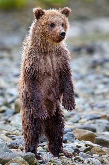 standing baby bear - ID: 10977551 © Annie Katz