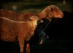 Little Baa Peeps