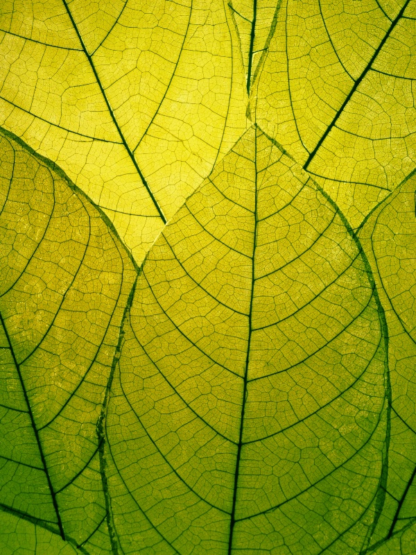 Fragile Green Leaves