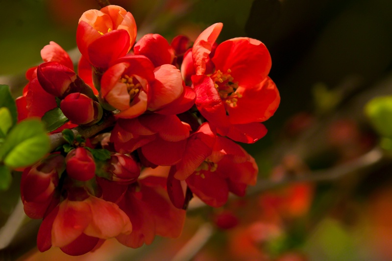 Red Quince II