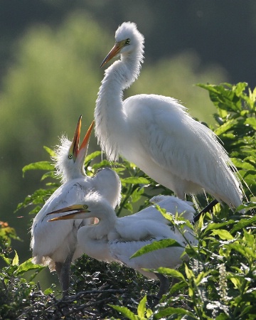 Egret and Chicks