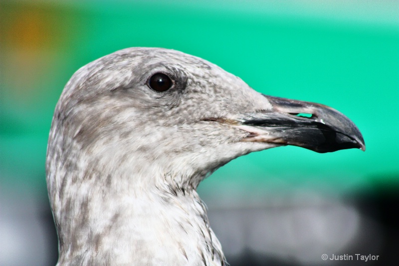 Seagull's Profile