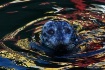 Seal.