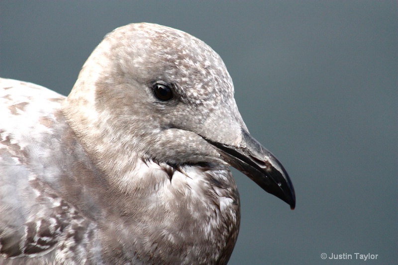 Seagull