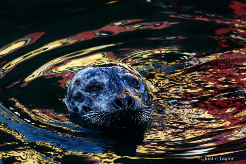 Creature In The Metallic Sea.