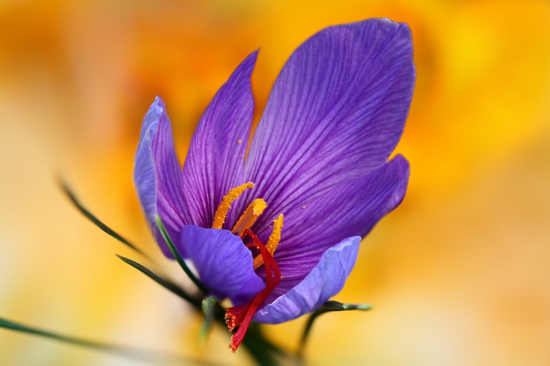 Saffron Harvest