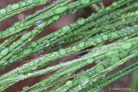 Drops of Rain