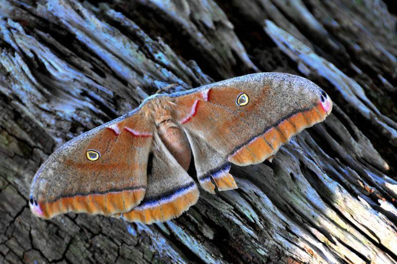 Polyphemus moth