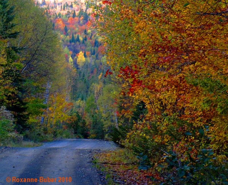 Autumn Roads