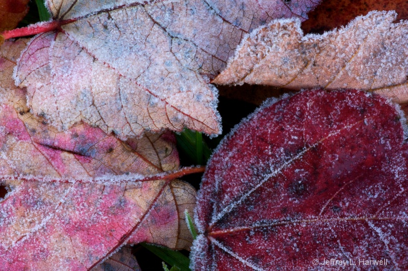 Chilly Fallen Leaves