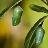 © Jeff Gwynne PhotoID # 10983804: Chrysalides