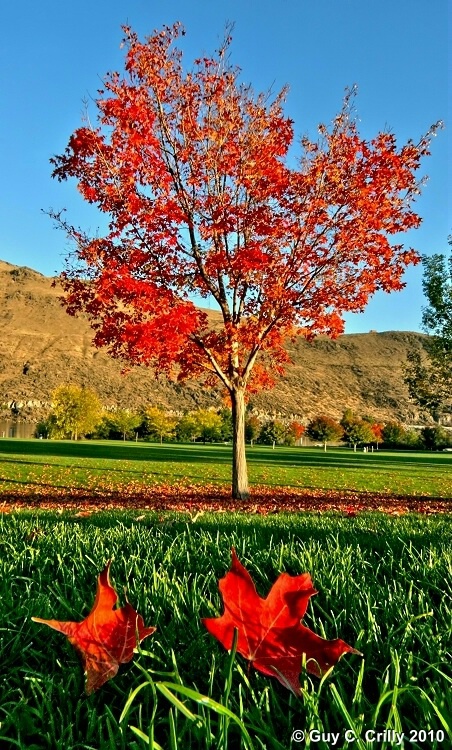 Green-n-Red Fall Colors