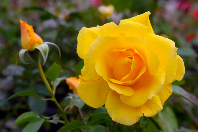 Yellow Rose on a cloudy day......