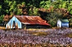 Cotton Country