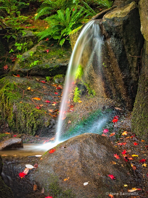 Fall Stream in the Japanese Garden