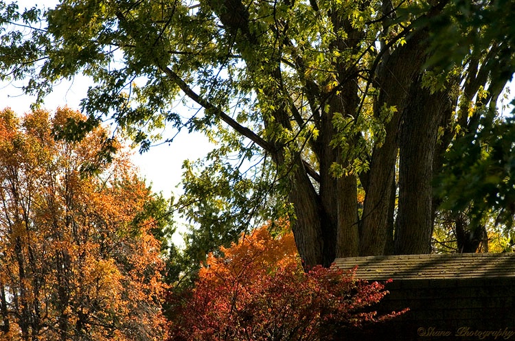 Autumn Splendor