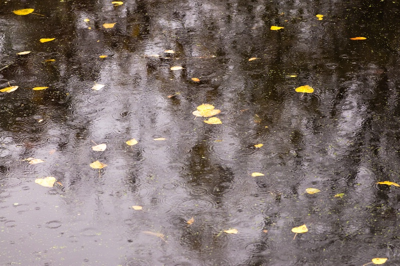 Moods of the Pond-9: Leaves and Rain