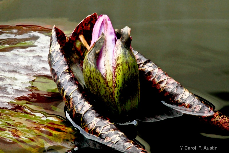 Closure at the Water Lily Pond