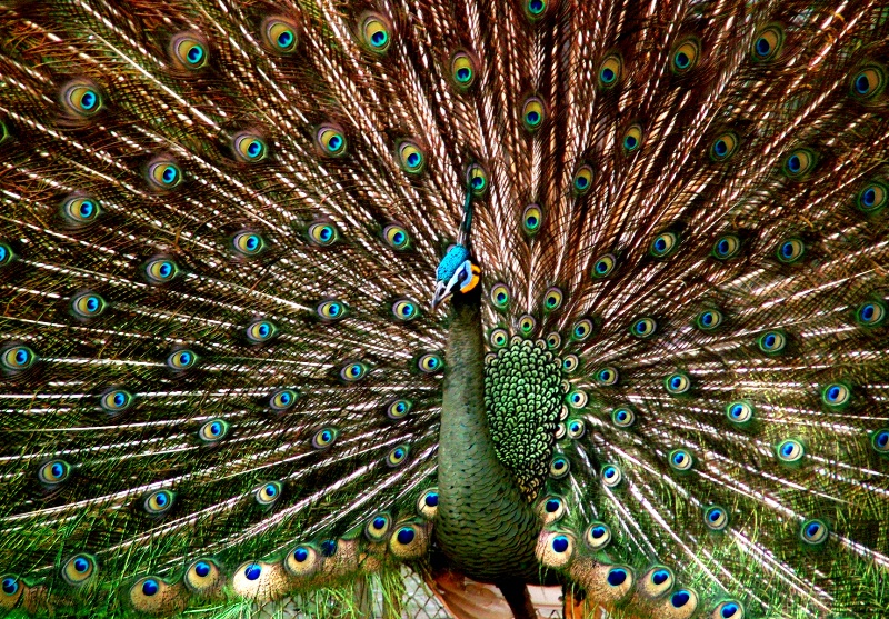 Peacock