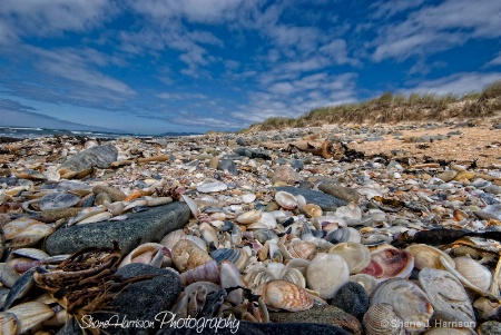 ..Shellys Point East Coast Tasmania..