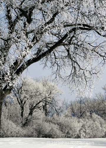 winter trees park