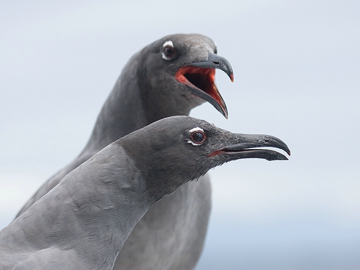 Lava Gulls