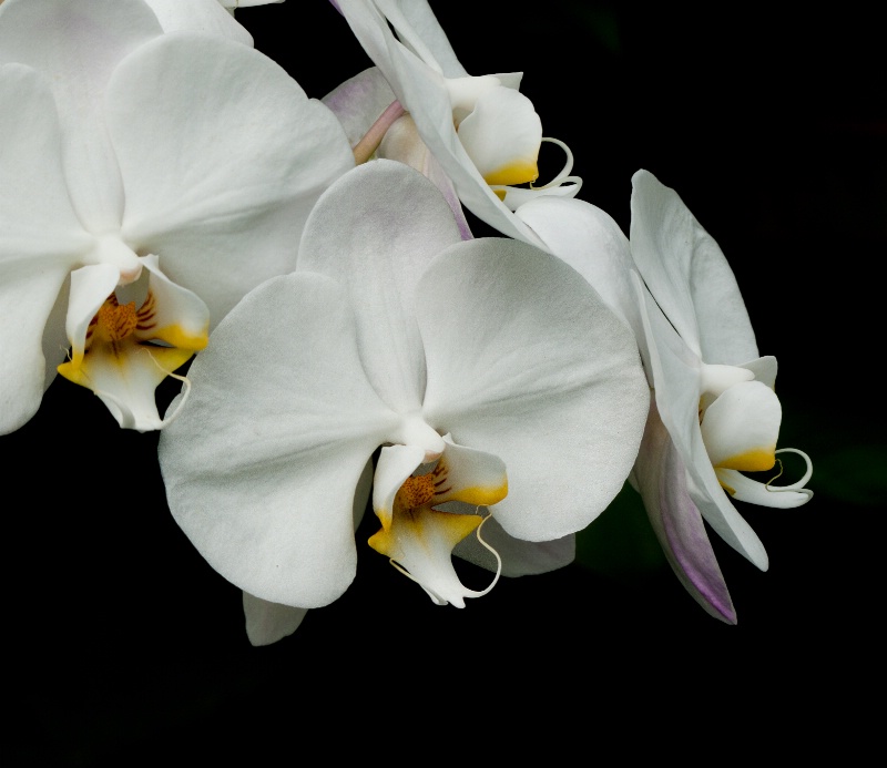 White Phalaenopsis Three
