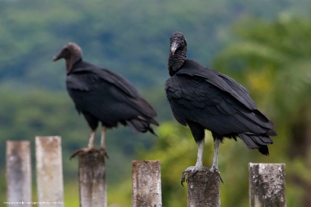 Two Lonely Vultures
