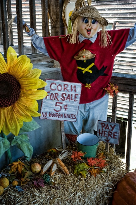 Corn for Sale