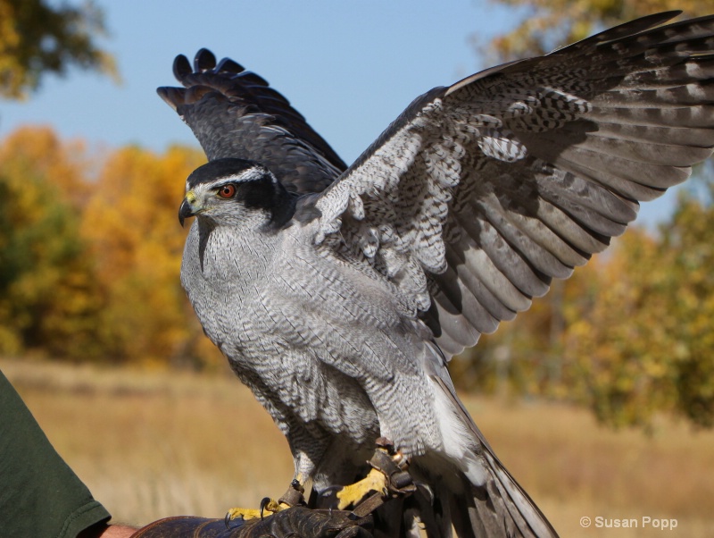 Stretching - ID: 10995707 © Susan Popp