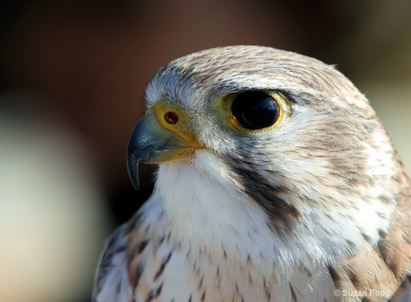 Falcon - ID: 10995720 © Susan Popp