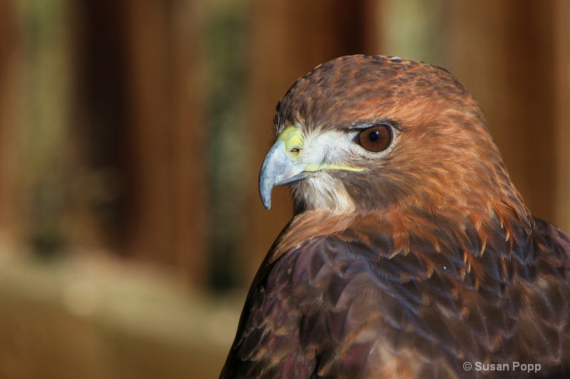 Female Red Tailed Hawk - ID: 10995723 © Susan Popp