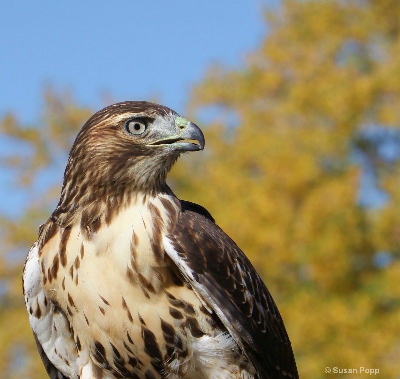 Red Tailed Hawk