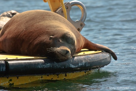 Sunbathing Sea Lion