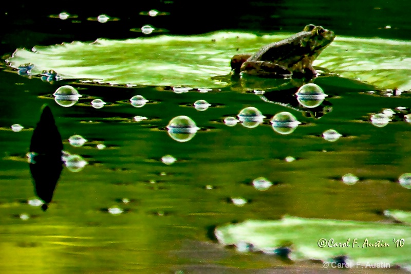 Frog Pond Bubbles