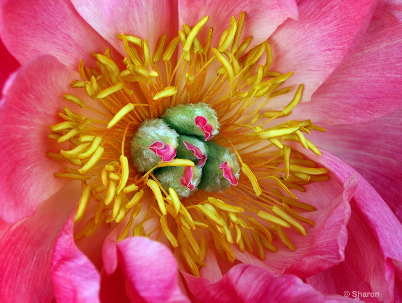 Peony in Pink