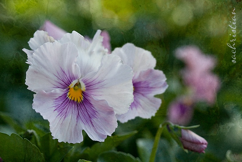 Fall Pansies