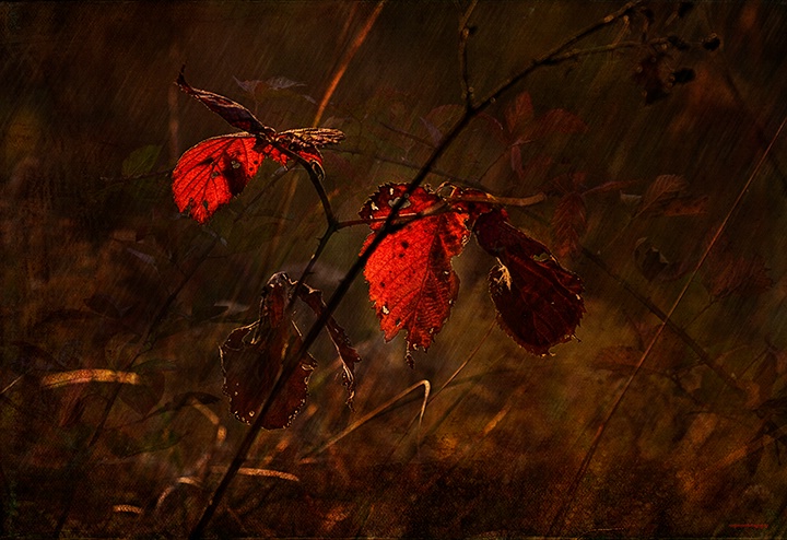 Autumn Showers