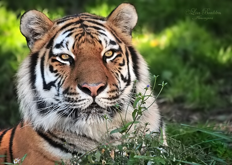 Siberian (Amur) Tiger