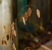 Sea Oats in the F...