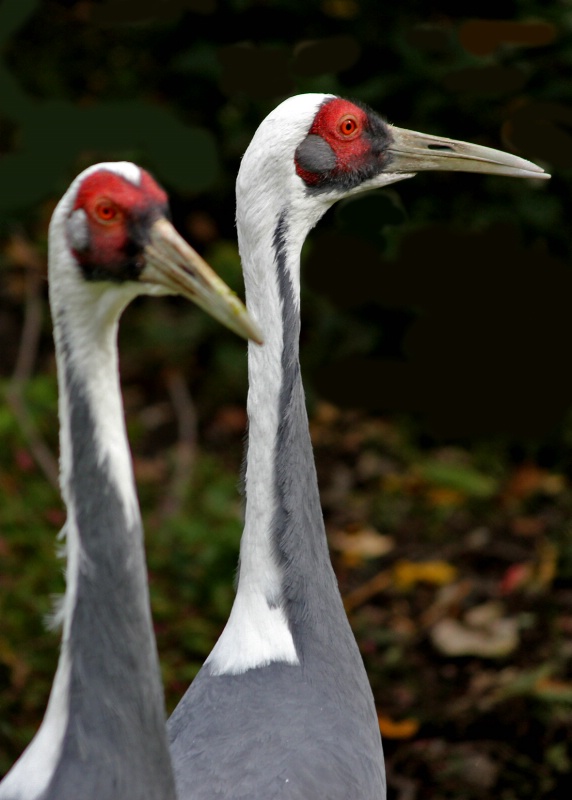 White-naped Cranes.