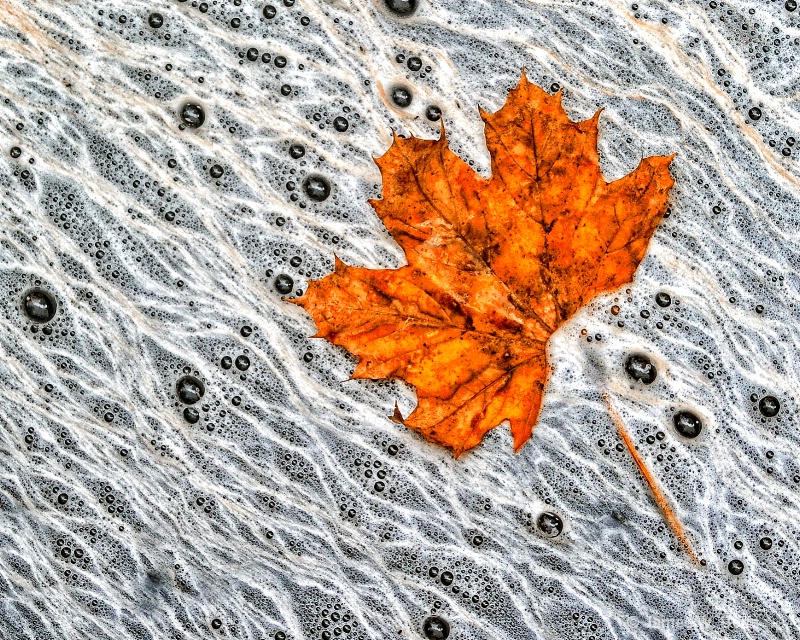  Floating Leaf