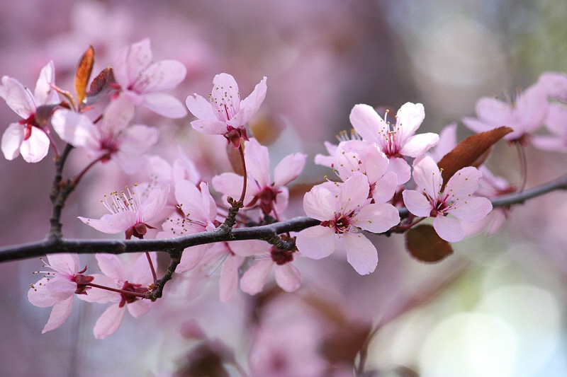 Pink blossom