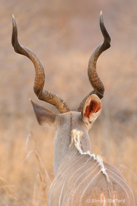 Bull Kudu