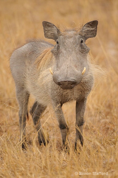 Warthog