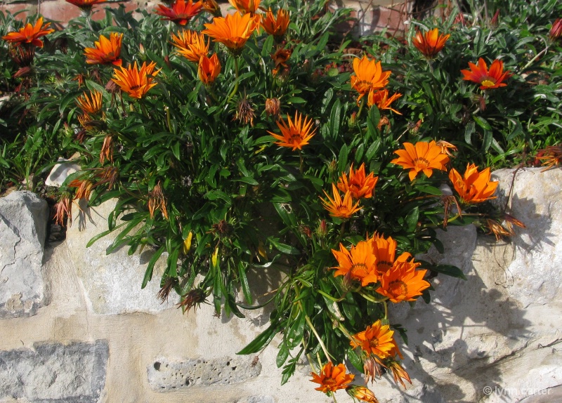 Orange Gazanias