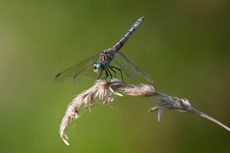 Blue Dasher Dragonfly Closeup