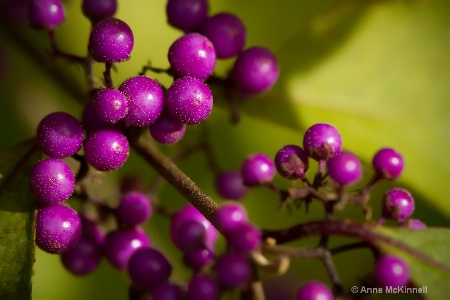 Autumn Berries