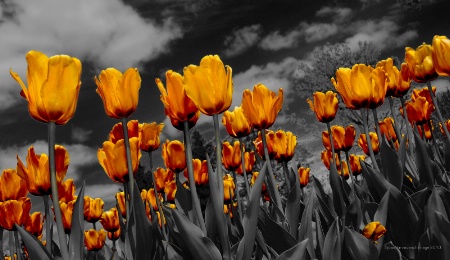 Tulips with Attitude